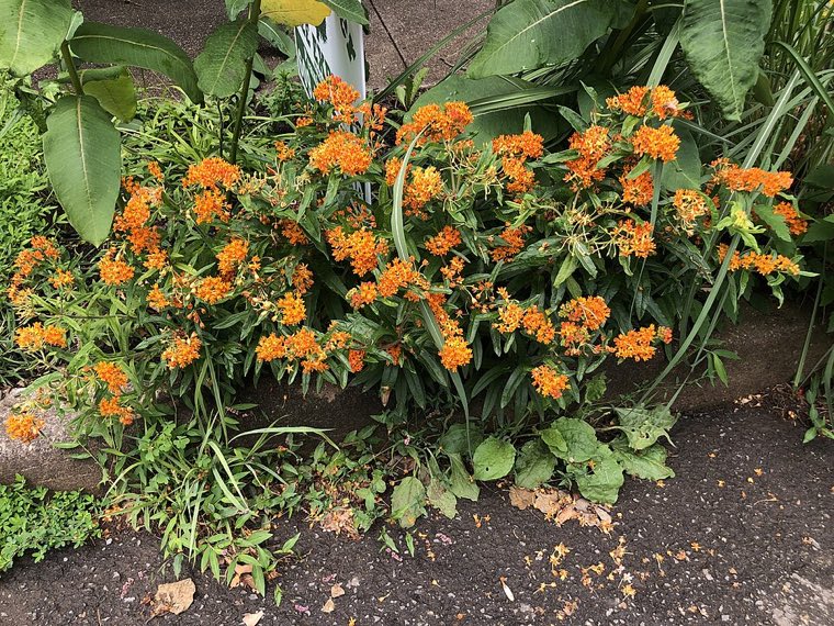 Flower of Butterfly Weed (Asclepias tuberosa)