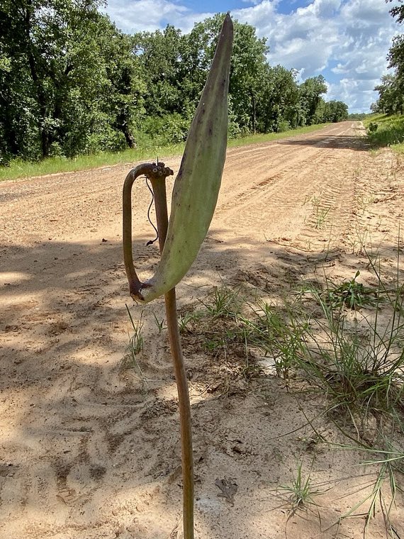 Pod and seed of Clasping Milkweed (Asclepias amplexicaulis)