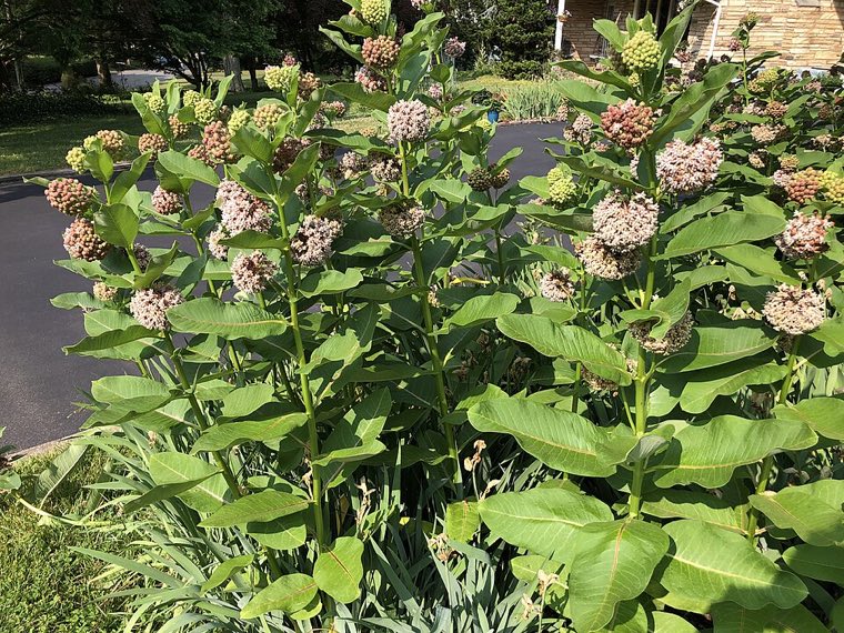 Flower of Common Milkweed (Asclepias syriaca)