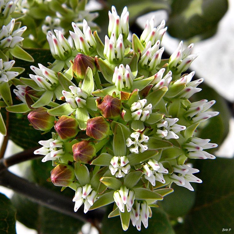 Flower of Curtiss’ Milkweed (Asclepias curtissii)