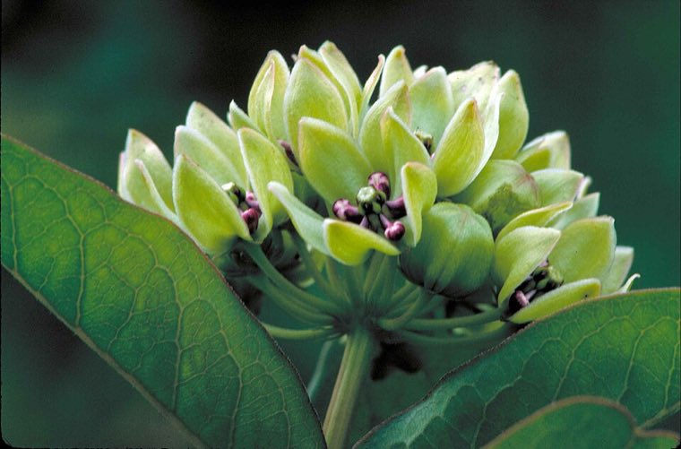 Flower of Green Antelopehorn (Asclepias viridis)