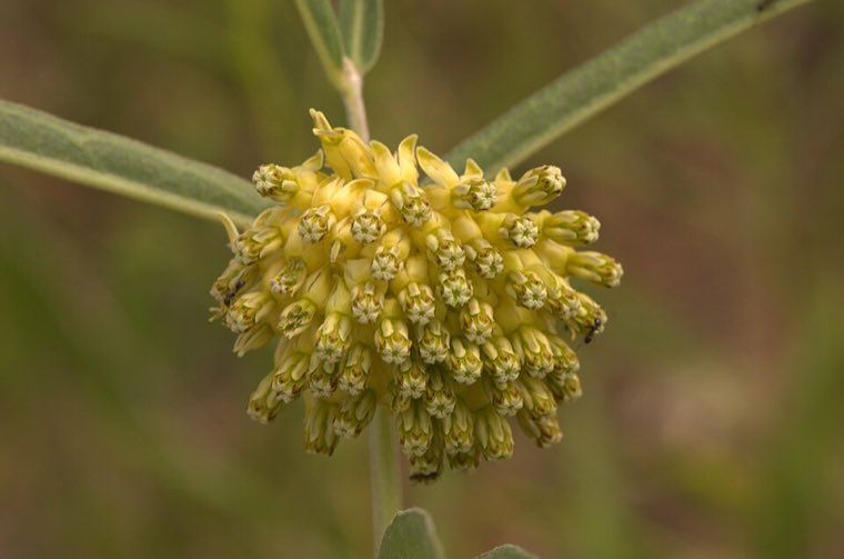 Flower of Green Comet Milkweed (Asclepias viridiflora)