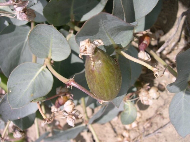 Pod and seed of Pallid Milkweed (Asclepias cryptoceras)