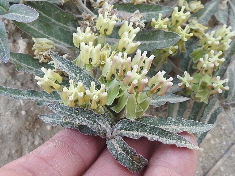 Flower of Prostrate Milkweed (Asclepias prostrata)