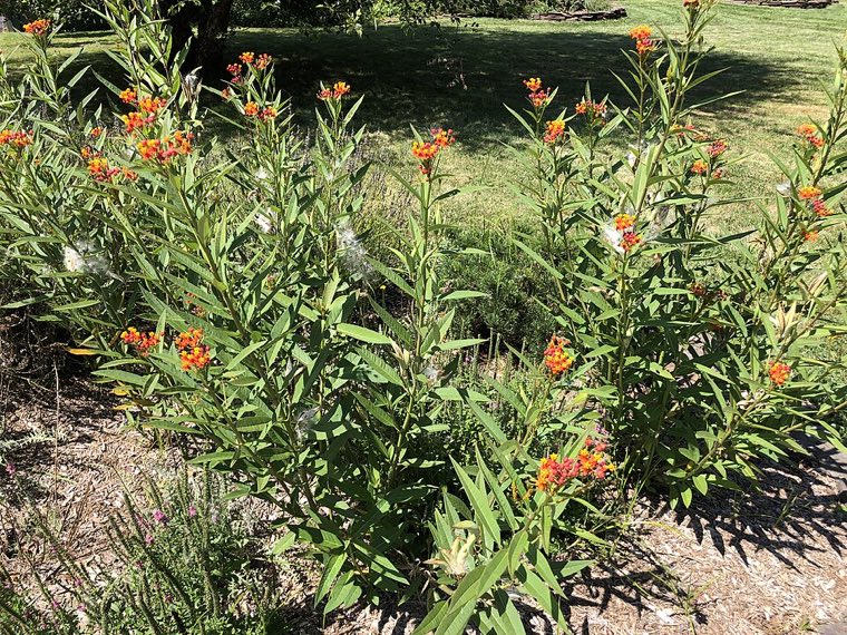 Flower of Tropical Milkweed (Asclepias curassavica)