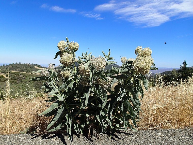 Pod and seed of Woollypod Milkweed (Asclepias eriocarpa)