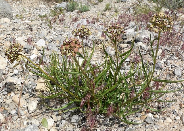 Antelope Horns (Asclepias asperula). Asclepias asperula 1