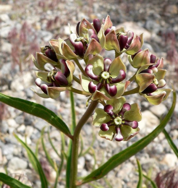 Antelope Horns (Asclepias asperula). Asclepias asperula 2