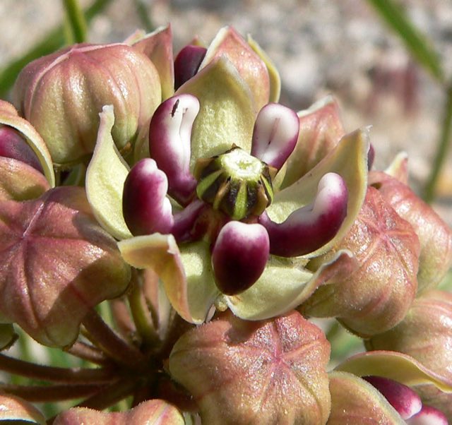 Antelope Horns (Asclepias asperula). Asclepias asperula 5