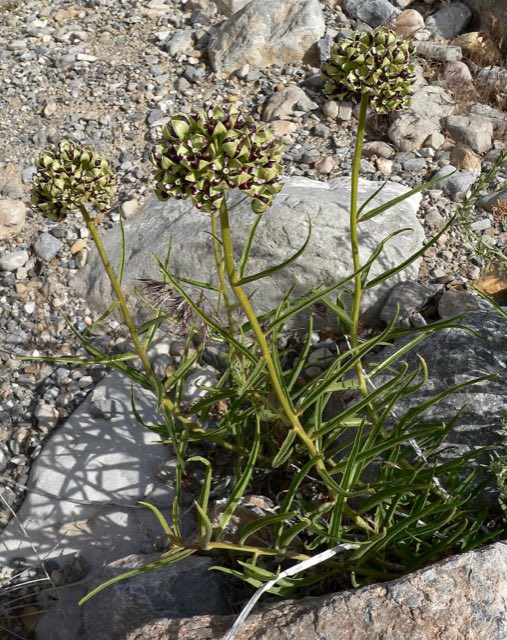 Antelope Horns (Asclepias asperula). Asclepias asperula 6