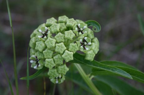 Antelope Horns (Asclepias asperula) in flower