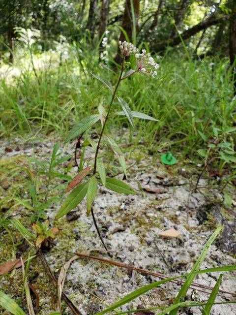 Aquatic Milkweed (Asclepias perennis). Asclepias perennis 222094111