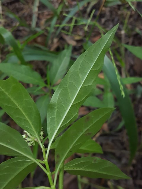 Aquatic Milkweed (Asclepias perennis). Asclepias perennis 52080041