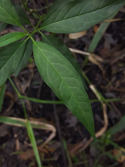 Aquatic Milkweed (Asclepias perennis). Asclepias perennis 52080032