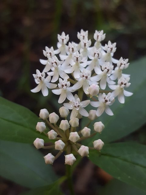 Aquatic Milkweed (Asclepias perennis). Asclepias perennis 52080068