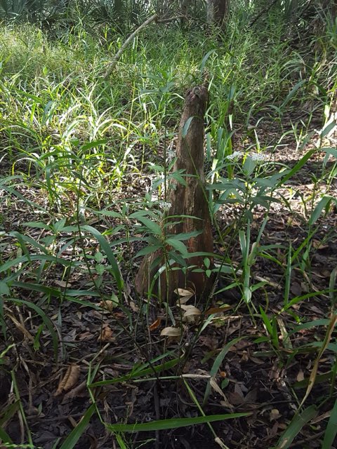 Aquatic Milkweed (Asclepias perennis). Asclepias perennis 52080048