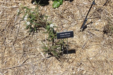 Aquatic Milkweed (Asclepias perennis) in flower