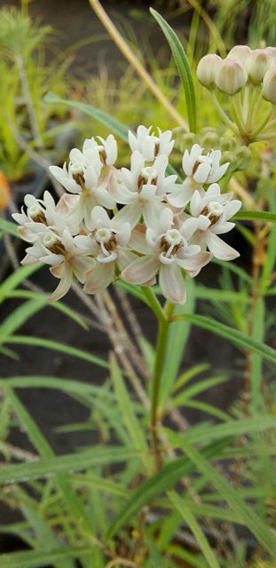 Arizona Milkweed (Asclepias angustifolia). A. angustifolia macro