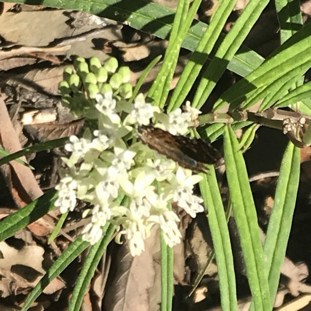 Arizona Milkweed (Asclepias angustifolia). Arizona Milkweed photographed in Monterrey, Monterrey, NL, MX