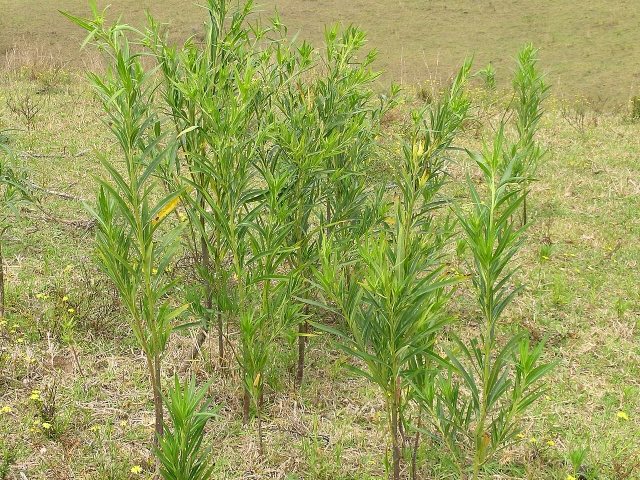 Balloon Plant (Gomphocarpus physocarpus). Gomphocarpus physocarpus habit4 (14603314966)