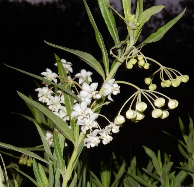 Balloon Plant (Gomphocarpus physocarpus). Balloon Plant photographed in Cacadu, ZA-EC, ZA