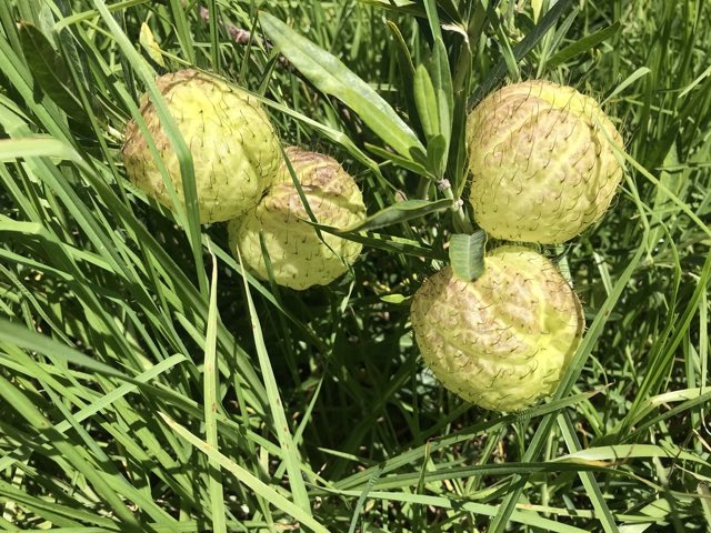 Balloon Plant (Gomphocarpus physocarpus). Balloon Plant photographed in Glenroy Place, Port Elizabeth, EC, ZA