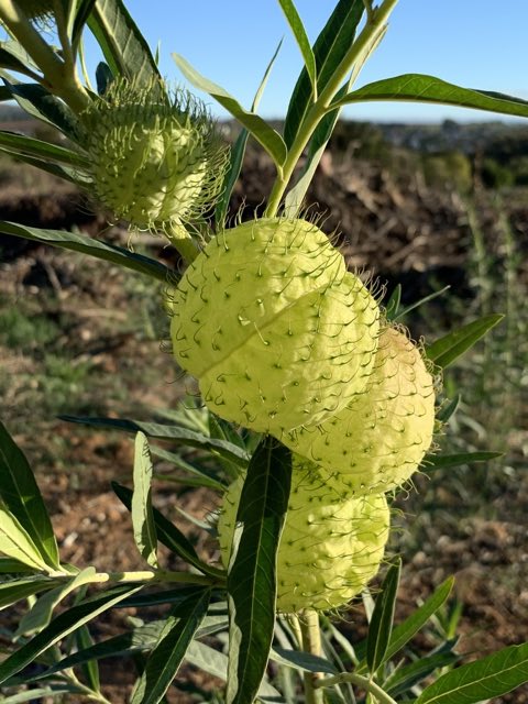 Balloon Plant (Gomphocarpus physocarpus). Balloon Plant photographed in Stellenbosch, WC, ZA
