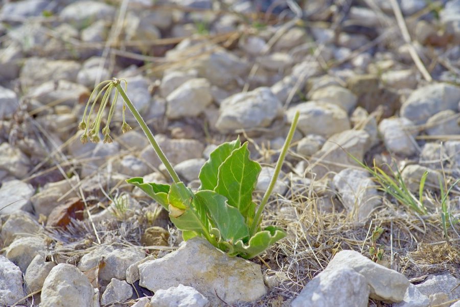 Bear Mountain Milkweed (Asclepias scaposa) in flower, showing rose and cream blooms in rounded clusters above opposite ovate leaves. Bear Mountain Milkweed photographed in Pecos County, TX, USA