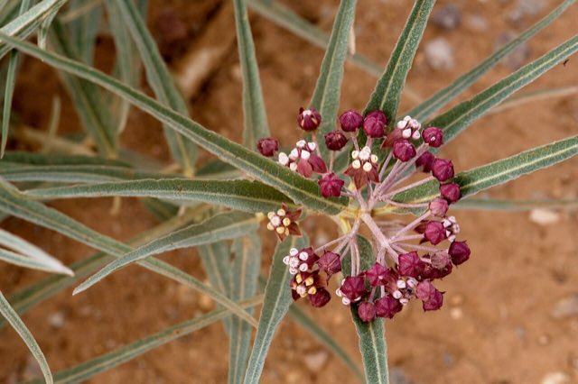 Bract Milkweed (Asclepias brachystephana). Asclepias brachystephana - Flickr - aspidoscelis (1)