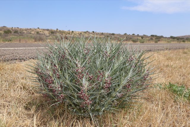 Bract Milkweed (Asclepias brachystephana). Bract Milkweed photographed in Brewster, Texas, United States