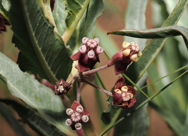 Bract Milkweed (Asclepias brachystephana). Bract Milkweed photographed in Jeff Davis County, TX, USA