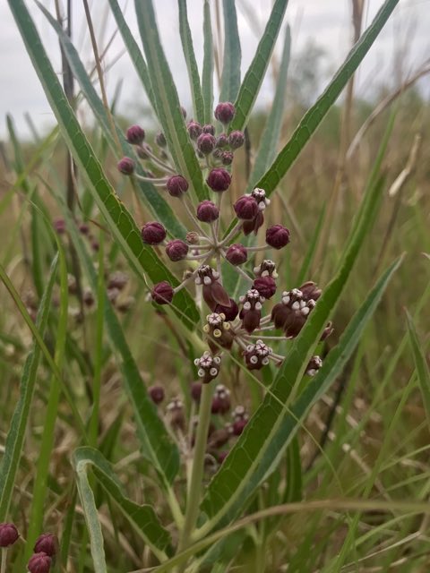 Bract Milkweed (Asclepias brachystephana). Bract Milkweed photographed in Midland, TX  79705, Midland, TX, US