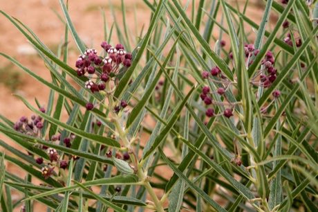 Bract Milkweed (Asclepias brachystephana) in flower