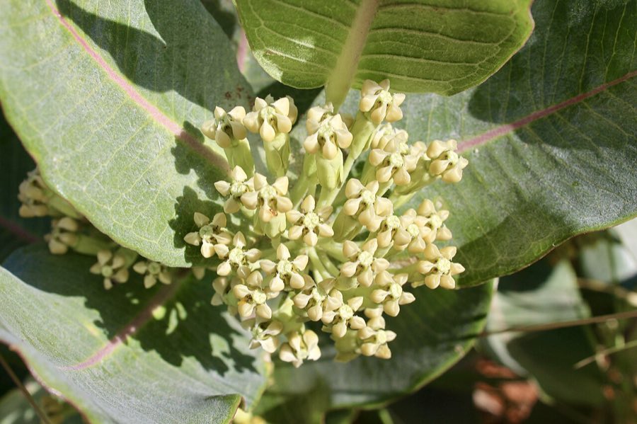 Broadleaf Milkweed (Asclepias latifolia). Asclepias latifolia flower