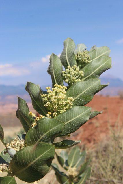Broadleaf Milkweed (Asclepias latifolia). Asclepias latifolia plant