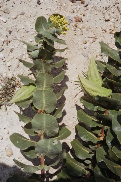 Broadleaf Milkweed (Asclepias latifolia). Asclepias latifolia
