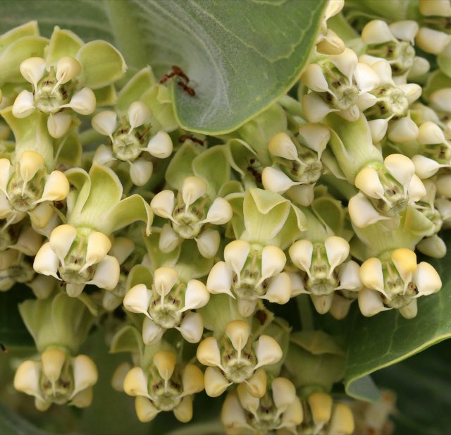 Broadleaf Milkweed (Asclepias latifolia). Broadleaf Milkweed photographed in Lubbock Lake Landmark, Lubbock, TX, USA