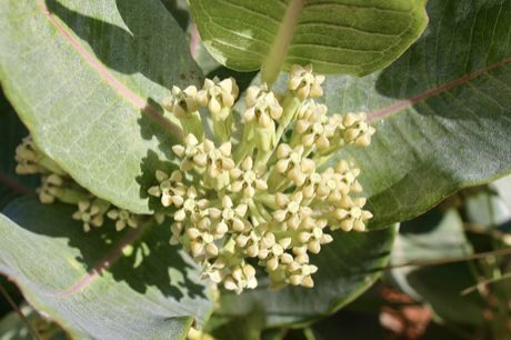 Broadleaf Milkweed (Asclepias latifolia) in flower