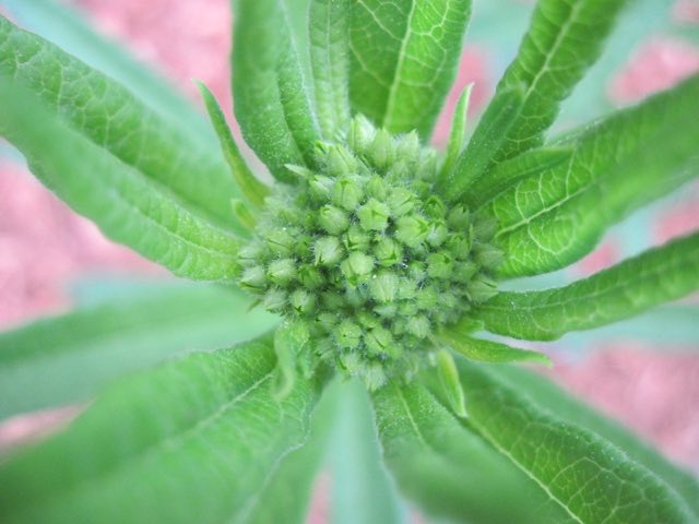 Butterfly Weed (Asclepias tuberosa). Asclepias tuberosa bud