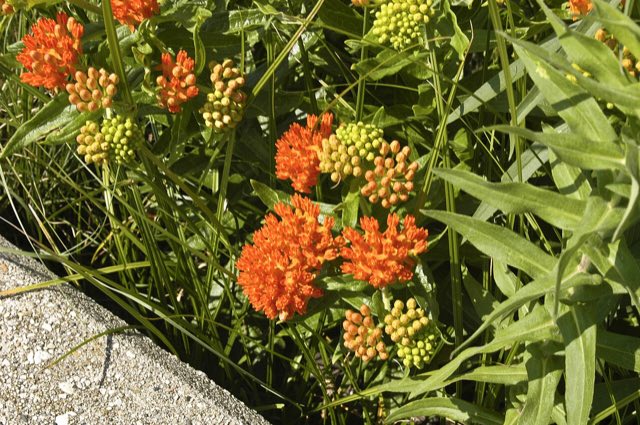Butterfly Weed (Asclepias tuberosa). Asclepias tuberosa BUTTERFLY MILKWEED (3194741429)