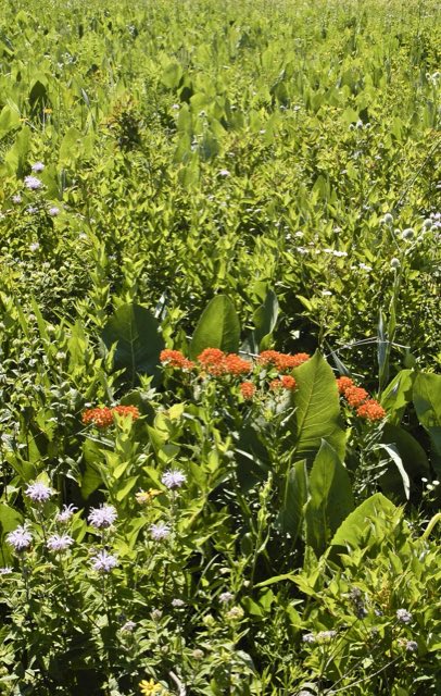 Butterfly Weed (Asclepias tuberosa). Asclepias tuberosa BUTTERFLY MILKWEED (3195582394)