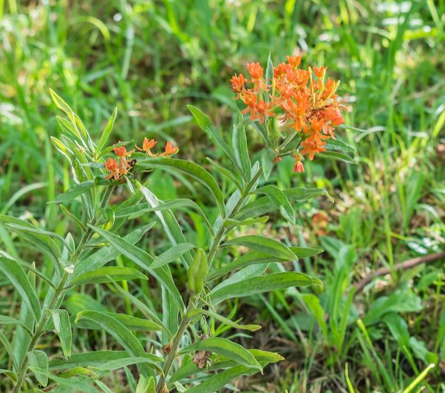 Butterfly Weed (Asclepias tuberosa). Asclepias tuberosa in La Jaysinia (1)
