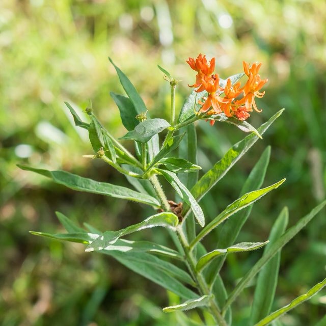 Butterfly Weed (Asclepias tuberosa). Asclepias tuberosa in La Jaysinia (2)