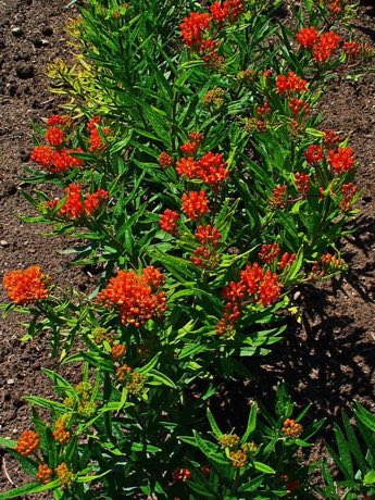 Butterfly Weed (Asclepias tuberosa) in flower