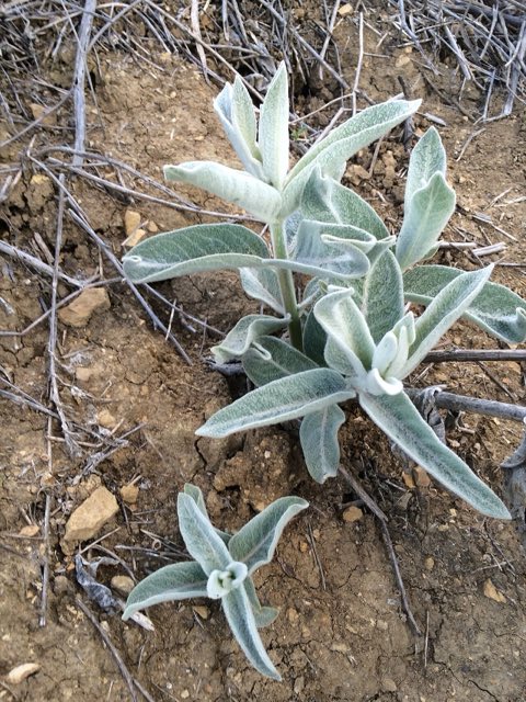 California Milkweed (Asclepias californica). Asclepias californica, California Milkweed