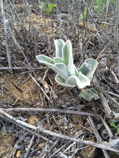California Milkweed (Asclepias californica). Asclepias californica, California milkweed