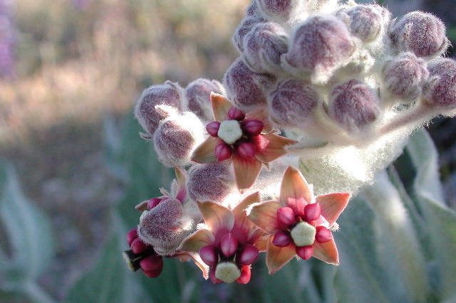 California Milkweed (Asclepias californica). Asclepias sp. flowers (Marshal Hedin)
