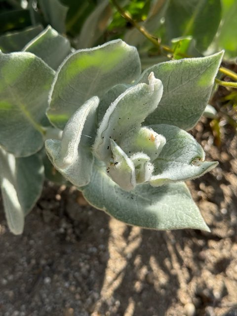 California Milkweed (Asclepias californica). California Milkweed photographed in Moorpark, CA, US