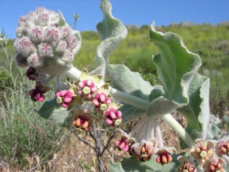 California Milkweed (Asclepias californica) in flower