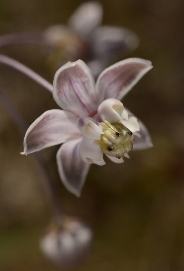 Carolina Milkweed (Asclepias cinerea). Asclepias cinerea by Siddarth Machado
